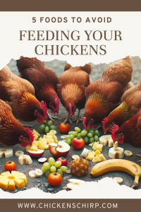 Foods to avoid feeding your chickens