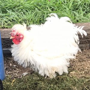 A white Bantam rooster called a Frizzle looks like he's been to the hairdresser for a blow dry.