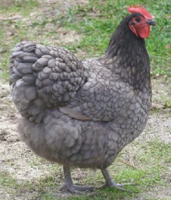 Blue Australorp Chickens - All About Raising Chickens