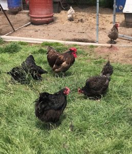 Australorp chickens, resplendent with their jet-black feathers, with vivid red wattles and comb, epitomizing top-tier egg-laying breeds.
