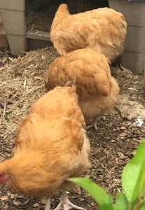 3 buff orpingtons foraging for food