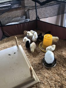 A group of young chickens clustered together around a feeder and a water drinker, displaying a scene of communal feeding and hydration.