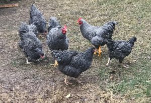 A Flock of Plymouth Rock Chickens