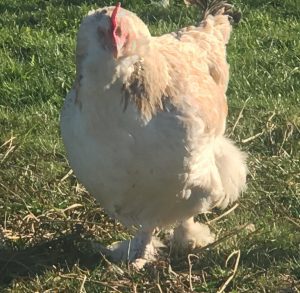 A Salmon Fav hen standing in a sunlit field.
