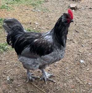  magnificent blue Faverolles rooster stands confidently in the yard, displaying his majestic plumage, reveling in admiration.