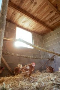 nterior of a chicken coop built with cement blocks, featuring roosting bars made from tree branches, combining durability with a touch of nature.