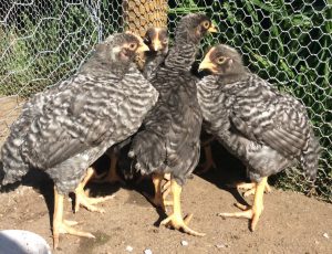 3 teenage PR Chickens hanging out in a corner