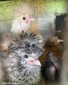 Two Polish chicks with distinctive feather crests in an enclosure, one with black and white plumage in the foreground.