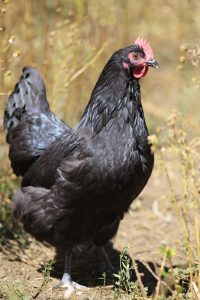 A Black Australorp hen standing on a stone slab with lush greenery and purple flowers in the background.