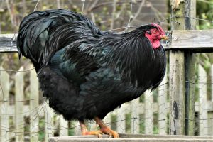 A Black Australorp rhen perched on a wooden fence with chicken wire in the background.