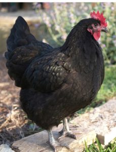 A Black Australorp hen standing on a stone slab with lush greenery and purple flowers in the background.