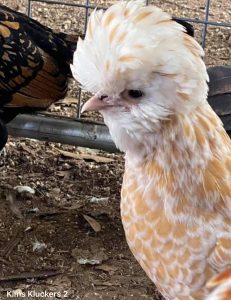 A Buff Laced Polish hen with a full crest of feathers in a farm setting, next to another chicken.