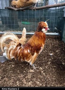 A majestic buff laced Polish rooster stands proudly in a coop, its crest feathers blowing in the wind