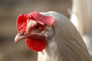 Close-up of a Leghorn hen's head showcasing its bright red comb and wattles.