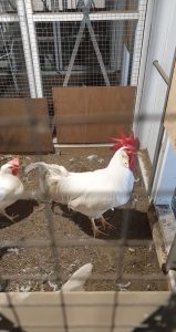 White Leghorn chickens inside a coop,