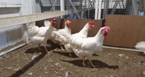 A flock of white Leghorn chickens inside a coop with wooden and wire enclosures.