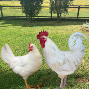 Two Leghorn chickens on a grassy field, one in the foreground slightly blurred, and the other standing clear and alert in the background.