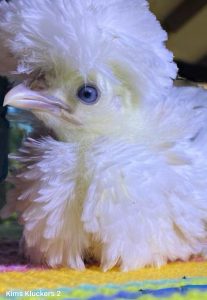 Close-up of a fluffy white Polish chick with a prominent crest of feathers, perched on a colorful surface.