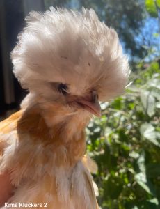 A close-up of a golden Polish chick with a fluffy white head crest, bathed in sunlight.