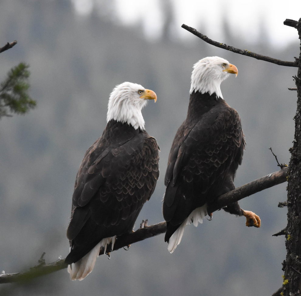 Protecting Your Poultry - Keeping Hawks And Eagles At Bay - All About ...