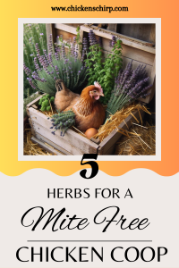 5 Herbs for a mite free coop pinterest pin