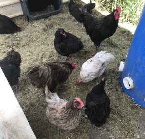 A group of Australorp chickens feeding around a DIY 50-gallon drum feeder in their enclosure- buying in bulk helps to create cheap chicken feed.