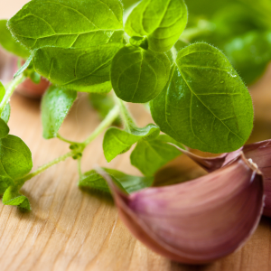 Article: Herbs For Natural Chicken Health Remedies. Fresh oregano leaves and garlic cloves on a wooden surface.