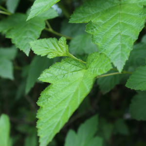Article: Spearmint To Get Rid of Mice in Chicken Coop. Close-up of fresh spearmint leaves in natural light.
