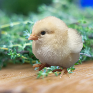 A fluffy, pale yellow chick stands before a backdrop of delicate thyme leaves.