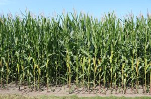 Dense cornfield with ripe ears of corn ready for harvest fro mu chickens