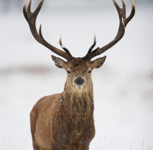 A stag with snowy antlers stands boldly in a wintry landscape.