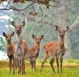 A group of four deer standing alert in a misty field.