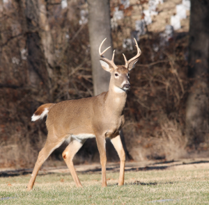 Article is: deer proof your chicken coop - A vigilant stag with a full rack of antlers stands alert in a grassy field.