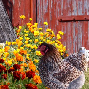 A chicken stands in front of a colorful array of marigolds, with an old red chicken coop partially visible in the background, demonstrating the practical use of these flowers in a backyard poultry setting.