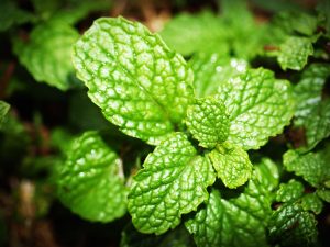 Fresh mint leaves with dew drops, natural fly repellent around chicken coops.