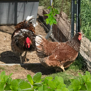 Wyandottes and Peppermint: A Natural Duo for Rodent Defense."