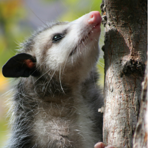 Article: Possums And Chickens - Tips For Coop Owners. Pic - Close-up of a young opossum looking upward while clinging to a tree trunk, with its nose pointing towards the sky.