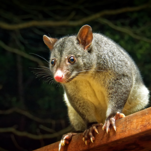 A close-up of a common brushtail possum on a wooden railing at night, illuminated by soft light with a dark background.