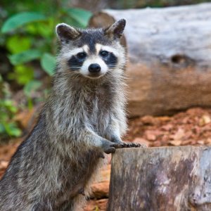 Article; Chicken Predators that Pose A Threat To Fancy Chicken Breeds. Pic - "A raccoon stands on its hind legs, leaning on a stump in a wooded area, displaying its curiosity and dexterity."