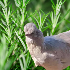 An araucana nestled within a lush rosemary bush, the green needles vibrant and aromatic."