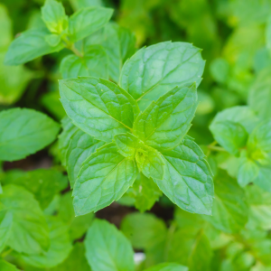 Article: Spearmint To Get Rid of Mice in Chicken Coop. Vibrant spearmint plant with lush green leaves