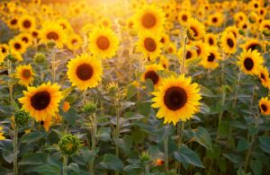 Close-up of a sunflower with vibrant yellow petals and a large brown center in a sunlit field
