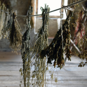 "Bundles of fresh herbs hanging to dry on a twine line inside a rustic barn."