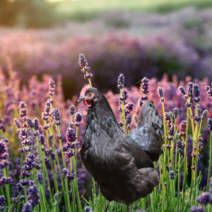 Lavender Calms Laying Hens and Repels Pests. Pic - An Australorp chicken surrounded by the purple hues of a lavender field at sunset, showcasing the plant's utility in avian care."