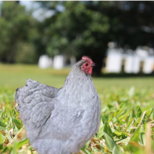 A Lavender Orpington chicken in a grassy field with beehives in the distance.
