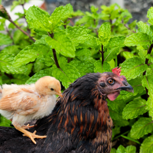 A chick sitting on mummas back in front of a mint bush.