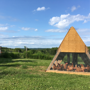 Article: Trimmed Bushes Help Deter Predators. Pic - A triangular wooden chicken coop with a mesh front, housing several chickens, located in a vast, open field with a scenic background.