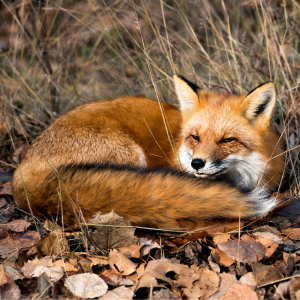 Article: Secure Your Chicken Coop From Raccoons And Foxes. Pic - A red fox curled up in dry leaves, resting in a sunlit patch among tall grasses, with its vibrant orange fur contrasting the muted earth tones.