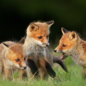 Three fox kits playfully interacting in a grassy field, one of them yawning or vocalizing, highlighting their youthful curiosity and vibrant fur.