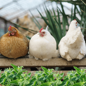 Three chickens sitting on a wooden perch, with lemon balm in the foreground. The chicken on the left has golden-brown feathers, the middle chicken is white, and the chicken on the right is also white but facing away from the camera. The background features green plants inside what appears to be a greenhouse.